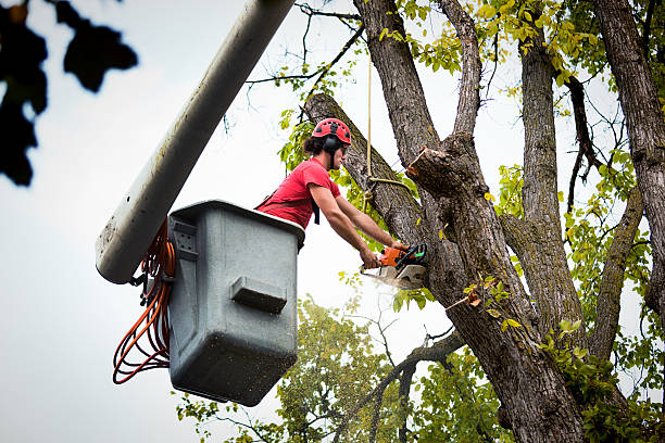 Genoa, AR Tree Services Company